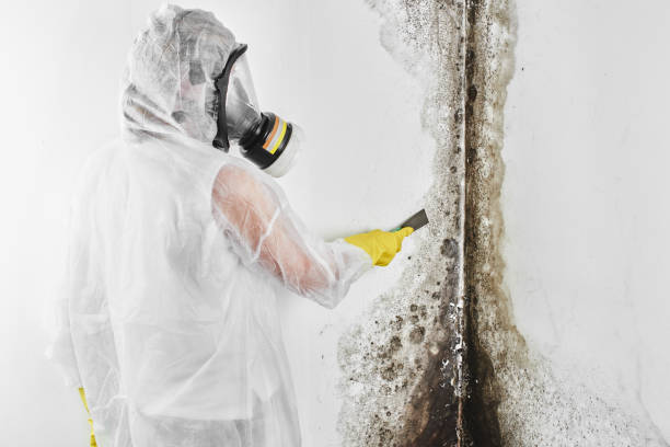 Best Professional Mold Removal  in Throop, PA