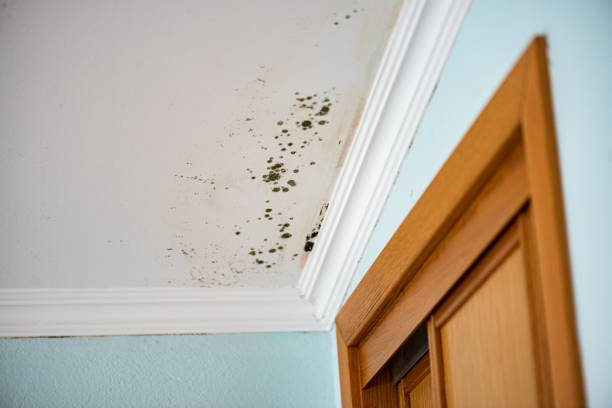 Best Office Mold Removal Services  in Throop, PA