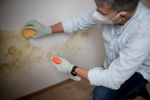 Best Fast Mold Removal  in Throop, PA