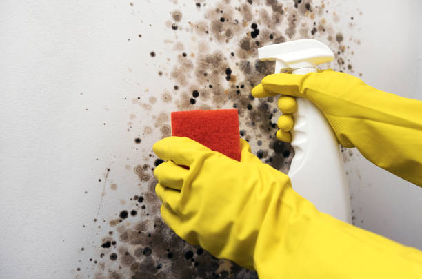 Best Emergency Mold Removal  in Throop, PA