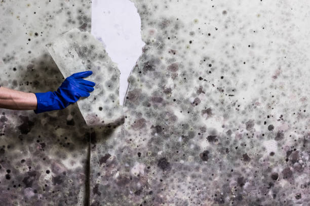 Best Affordable Mold Removal  in Throop, PA