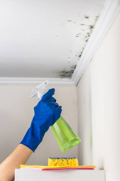 Best Local Mold Removal Service  in Throop, PA